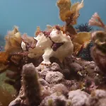 Dive Spot Asia And Brumini Beach Resort