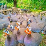 Gkg Farm Cebu Ph