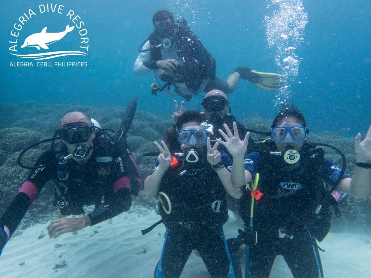 Albergue Alegria Dive