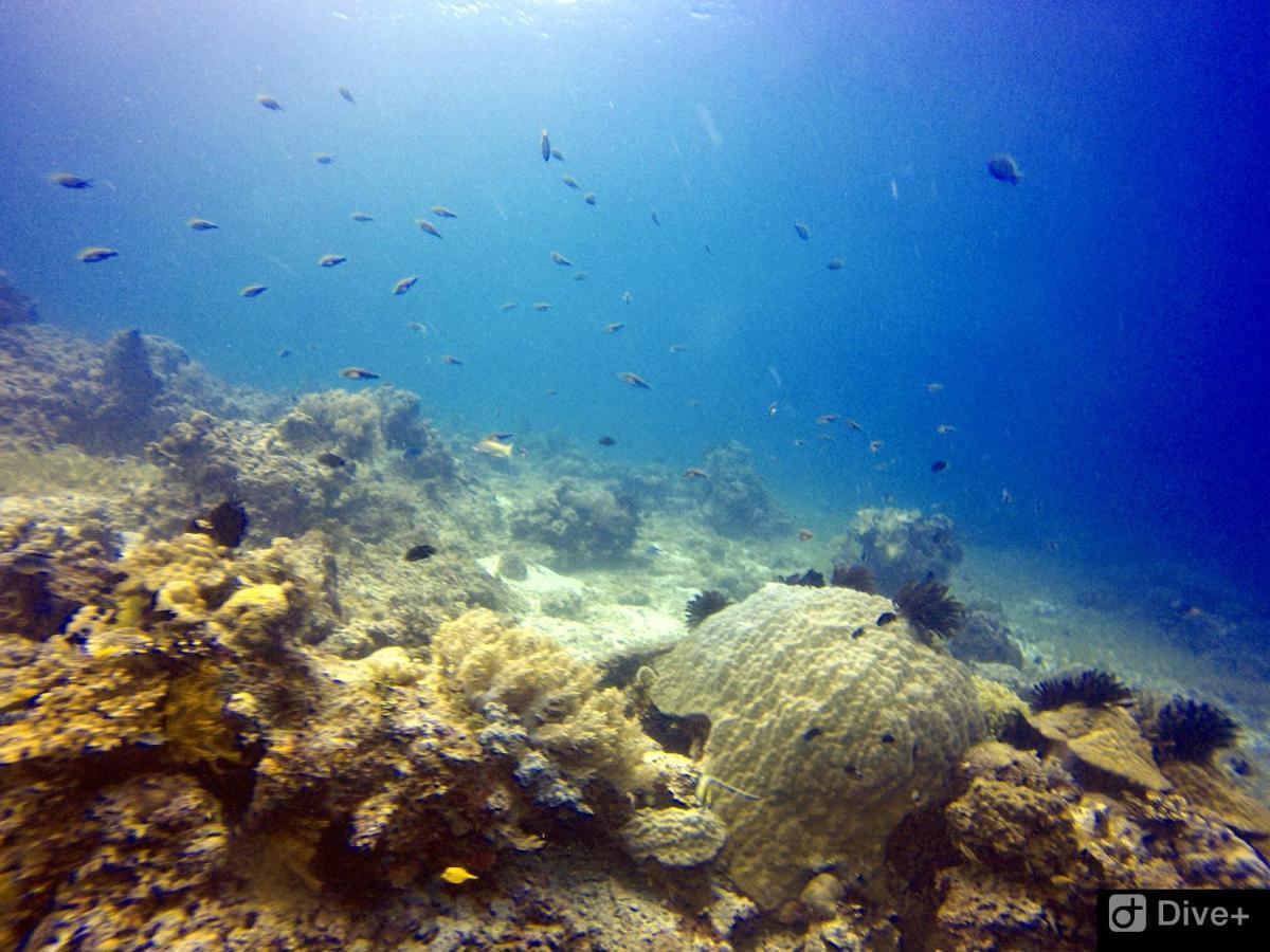 Southseas And Dive Center Resort Santander