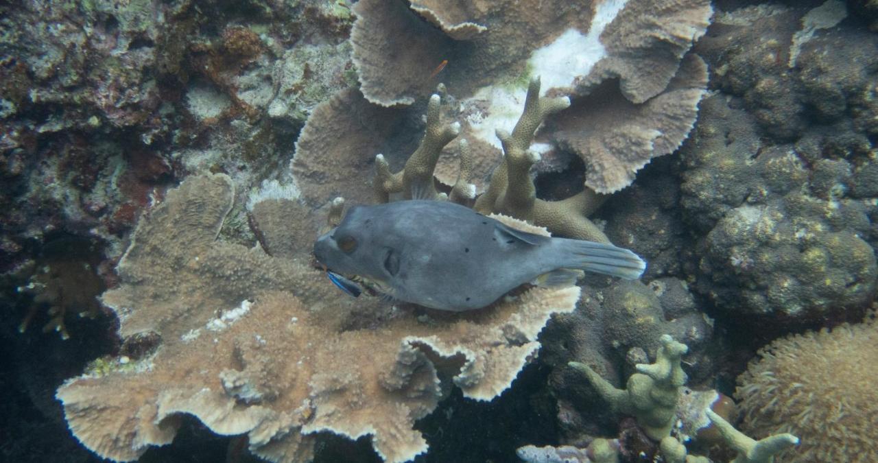 Albergue Alegria Dive *