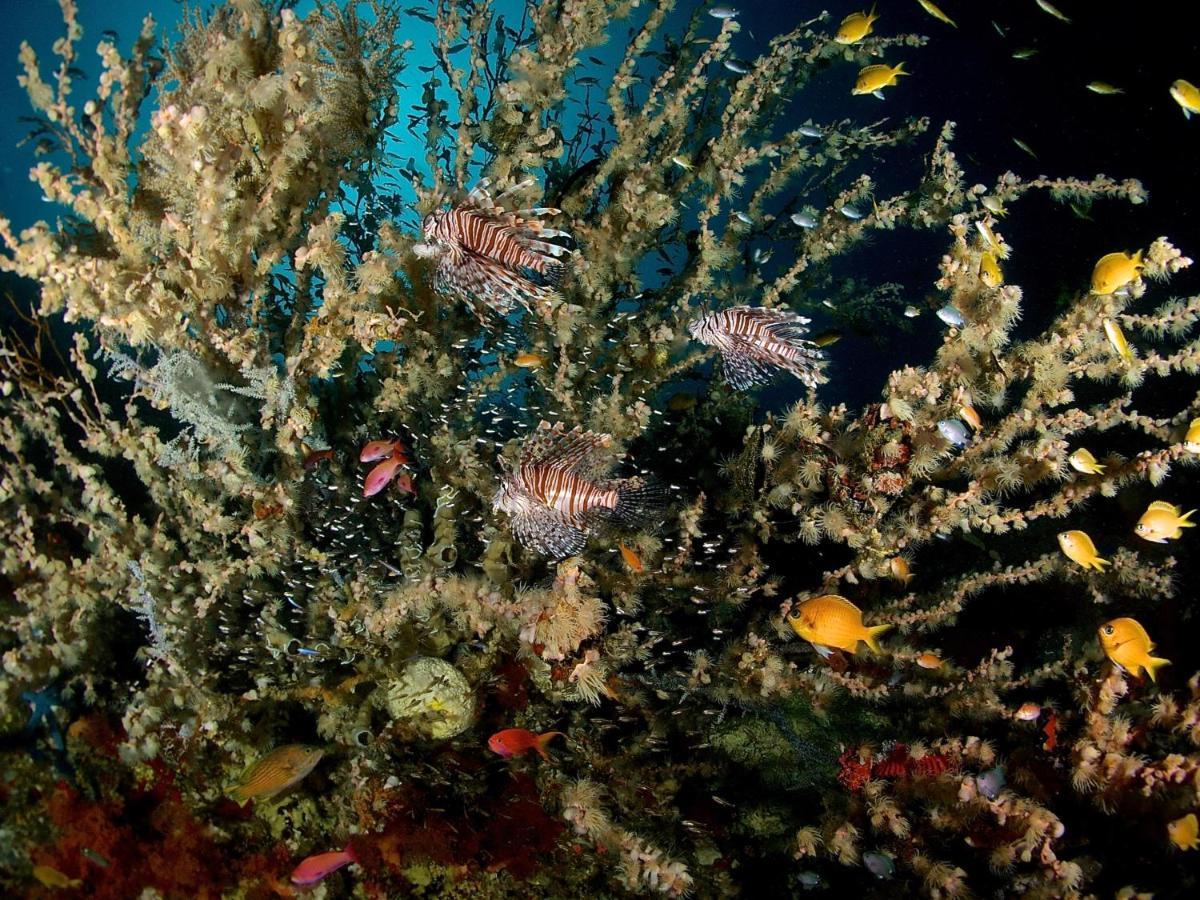 Albergue Alegria Dive