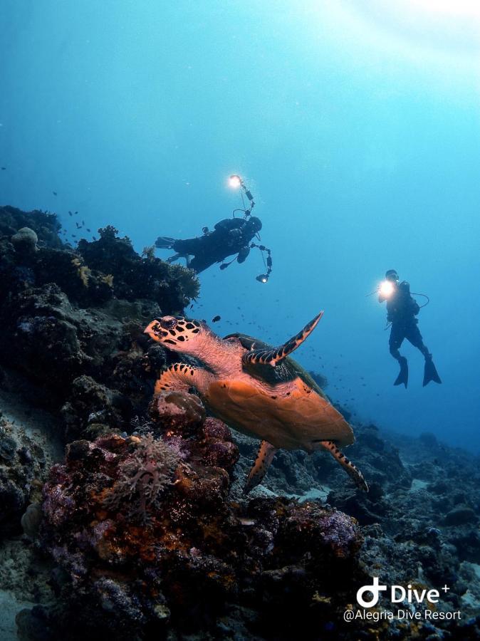 Albergue Alegria Dive