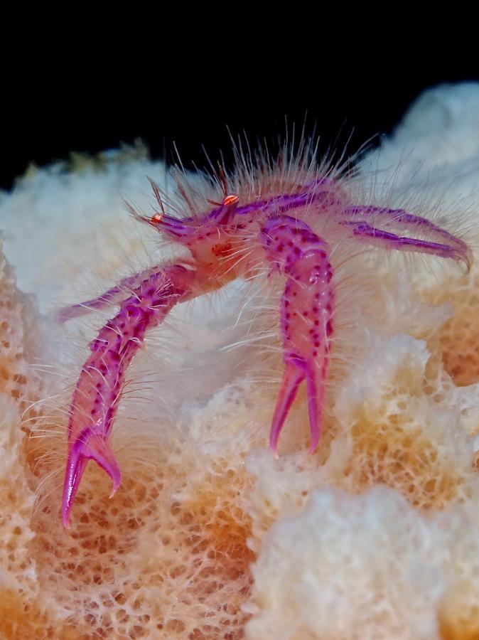 Albergue Alegria Dive