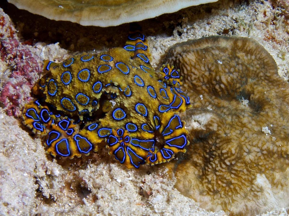 Alegria Dive * Alegria (Cebu)