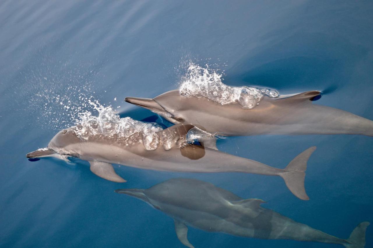 Albergue Alegria Dive *