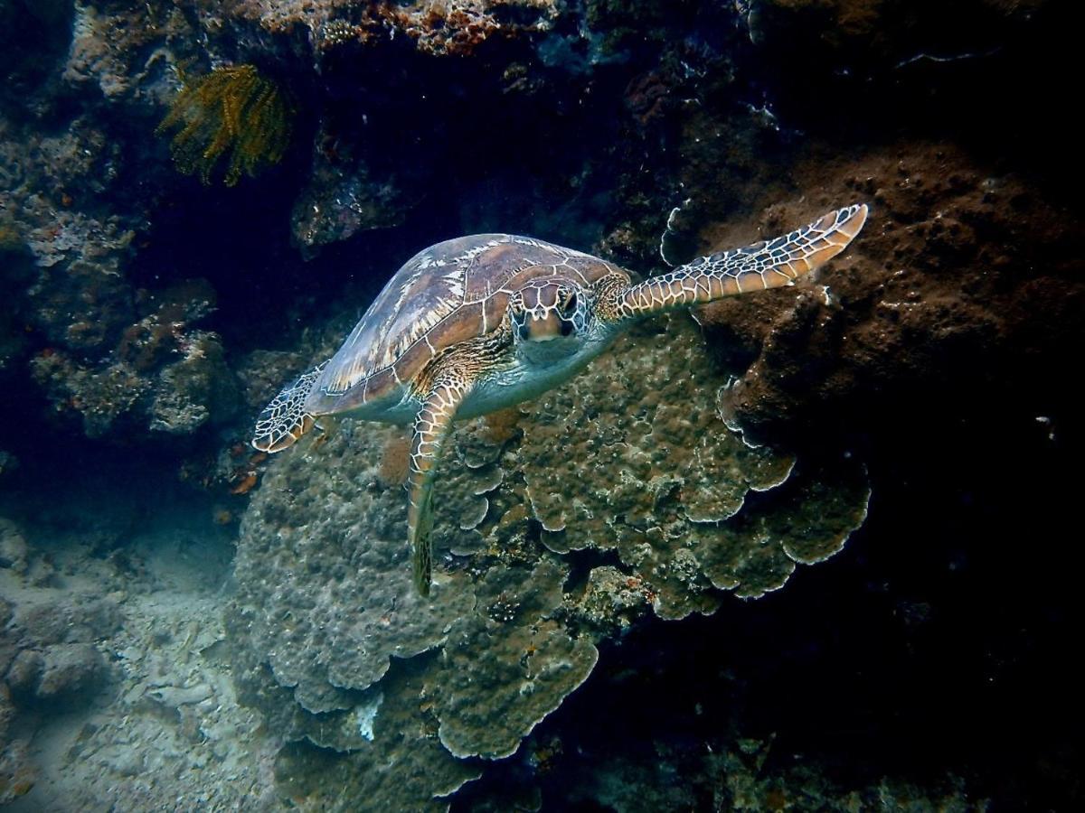 Alegria Dive Albergue Alegria (Cebu)