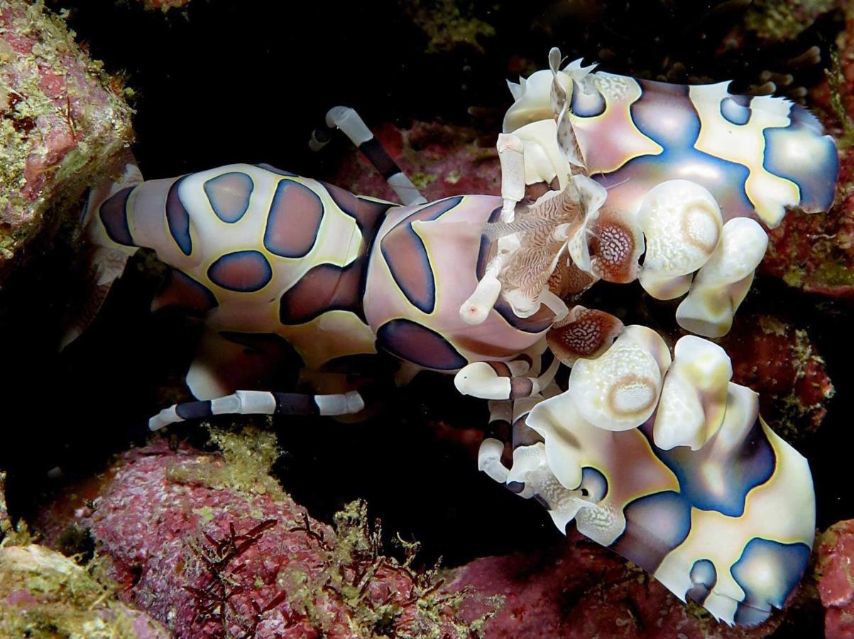 Resort Malapascua Exotic Island Dive