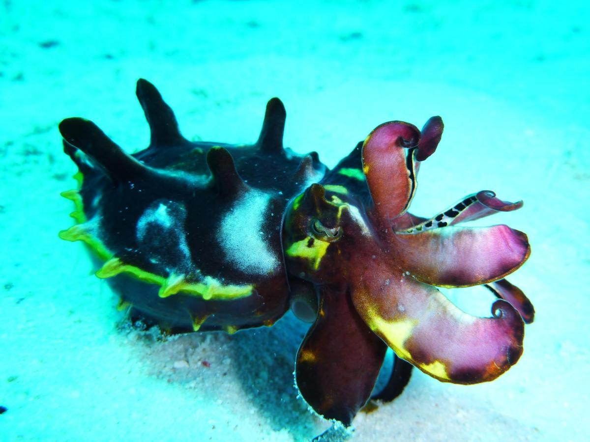 Malapascua Exotic Island Dive Daanbantayan