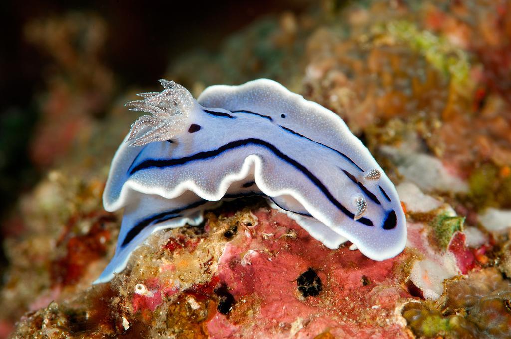 Sampaguita Moalboal