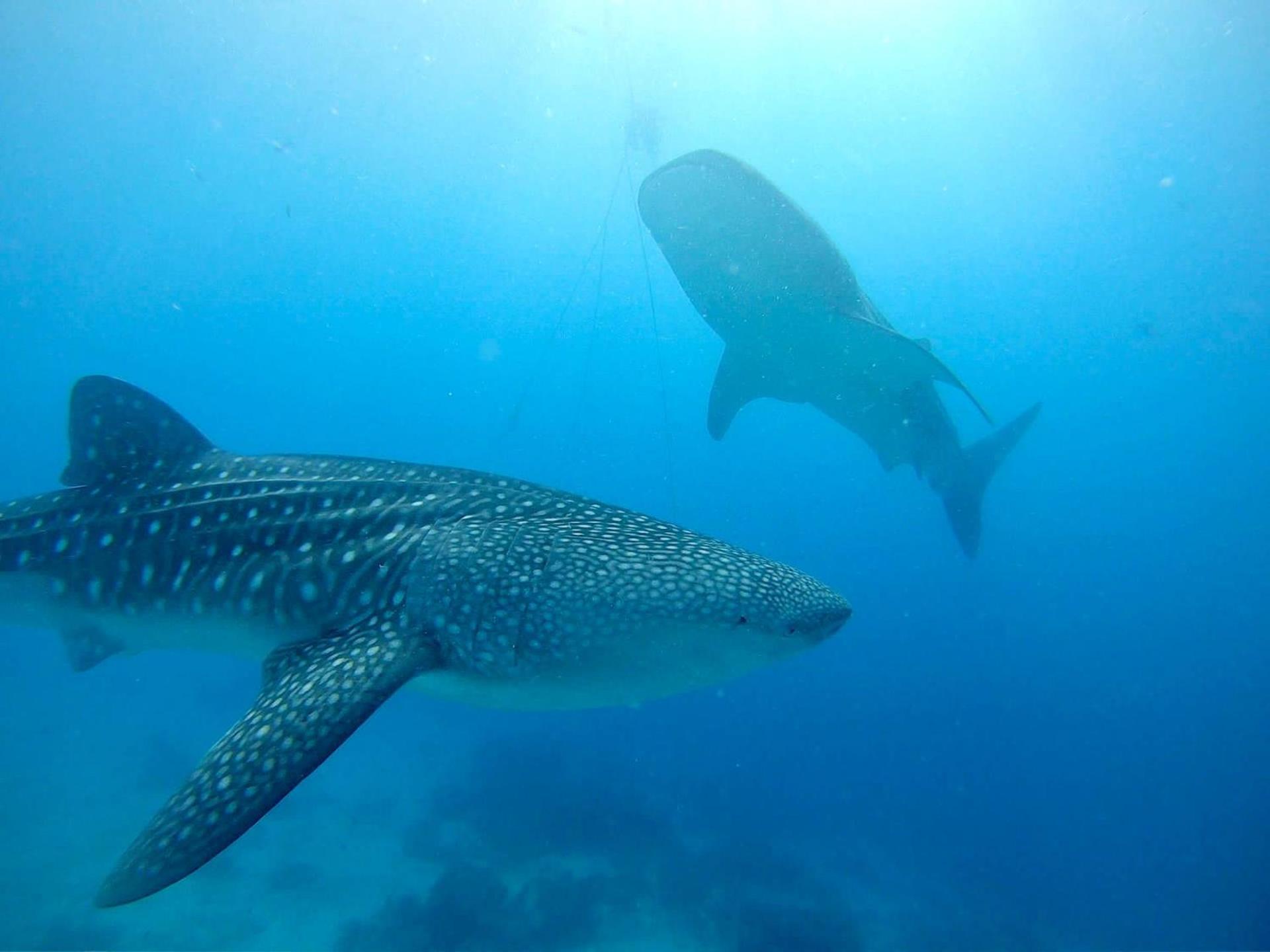 Southseas And Dive Center Resort *