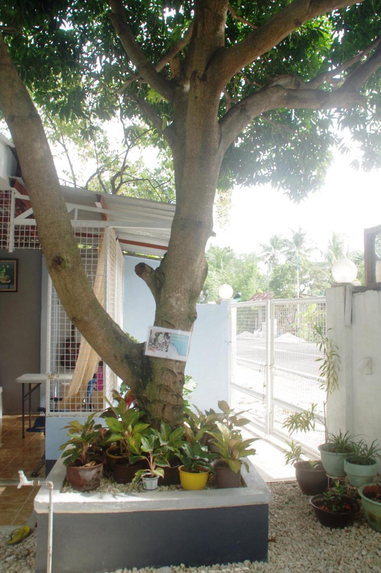 Homestay Pedz Cing Mango
