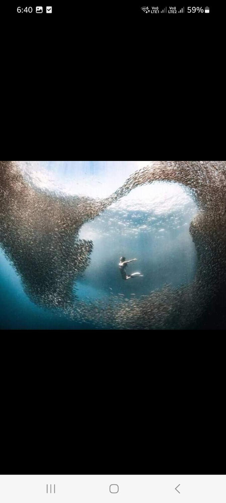 Mollucan