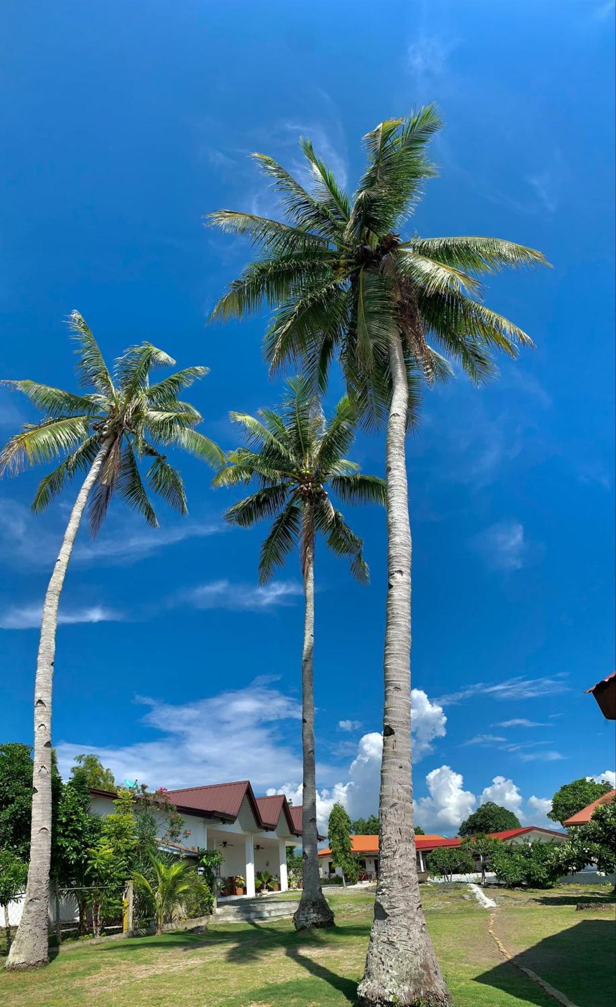 Resort Tauig Moalboal