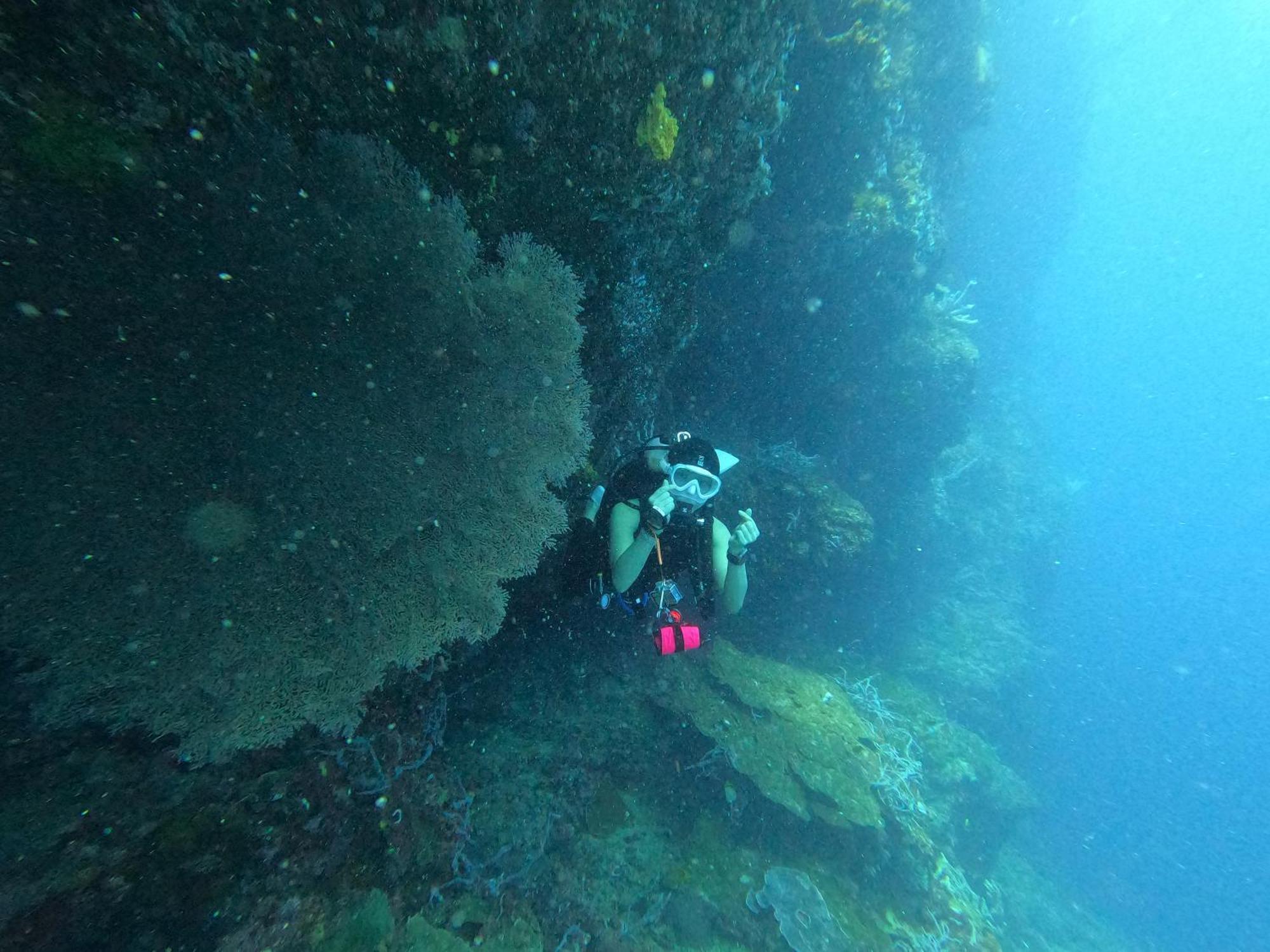 Lion Dive Moalboal