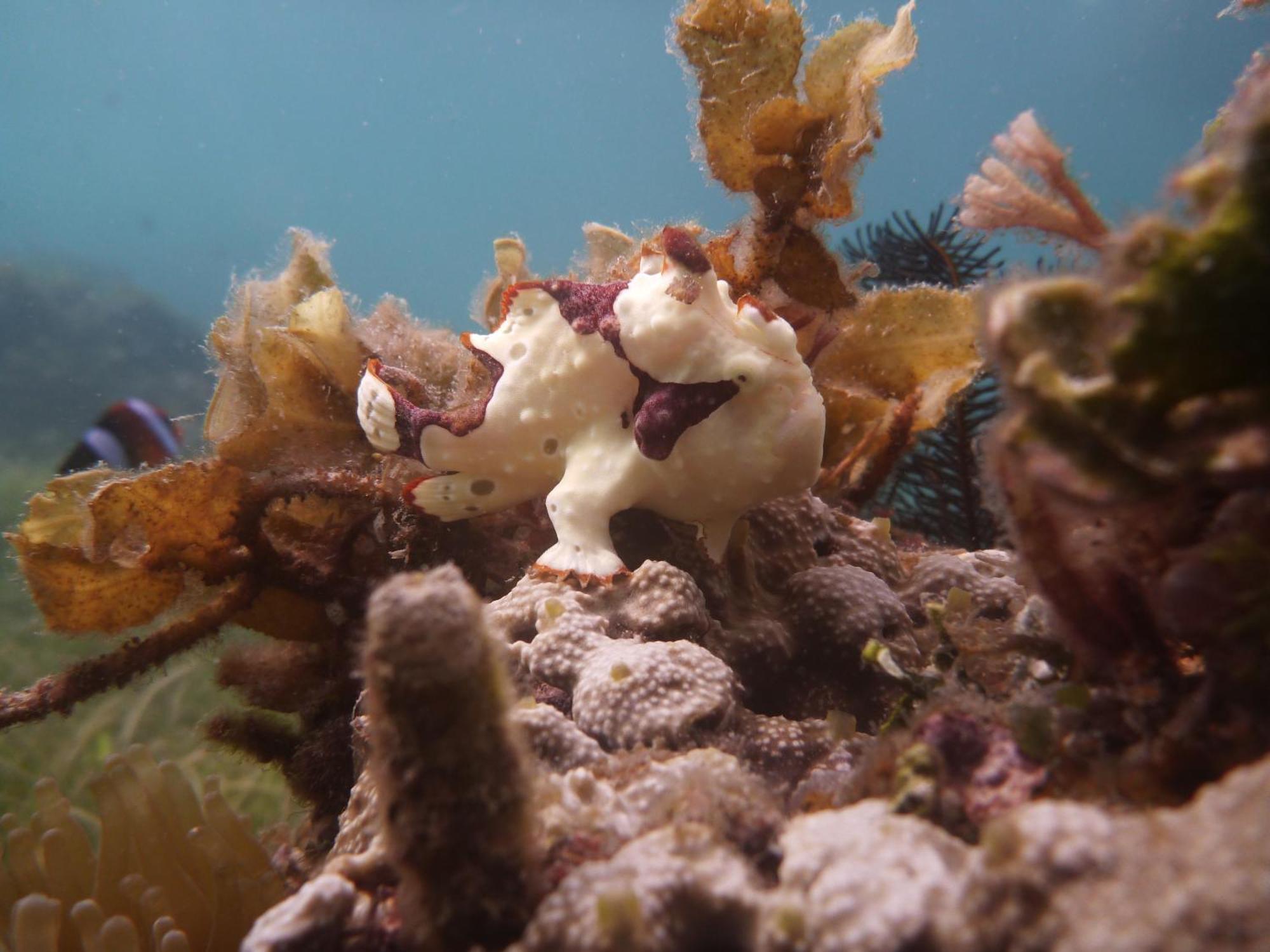 Dive Spot And Brumini Resort Boljoon