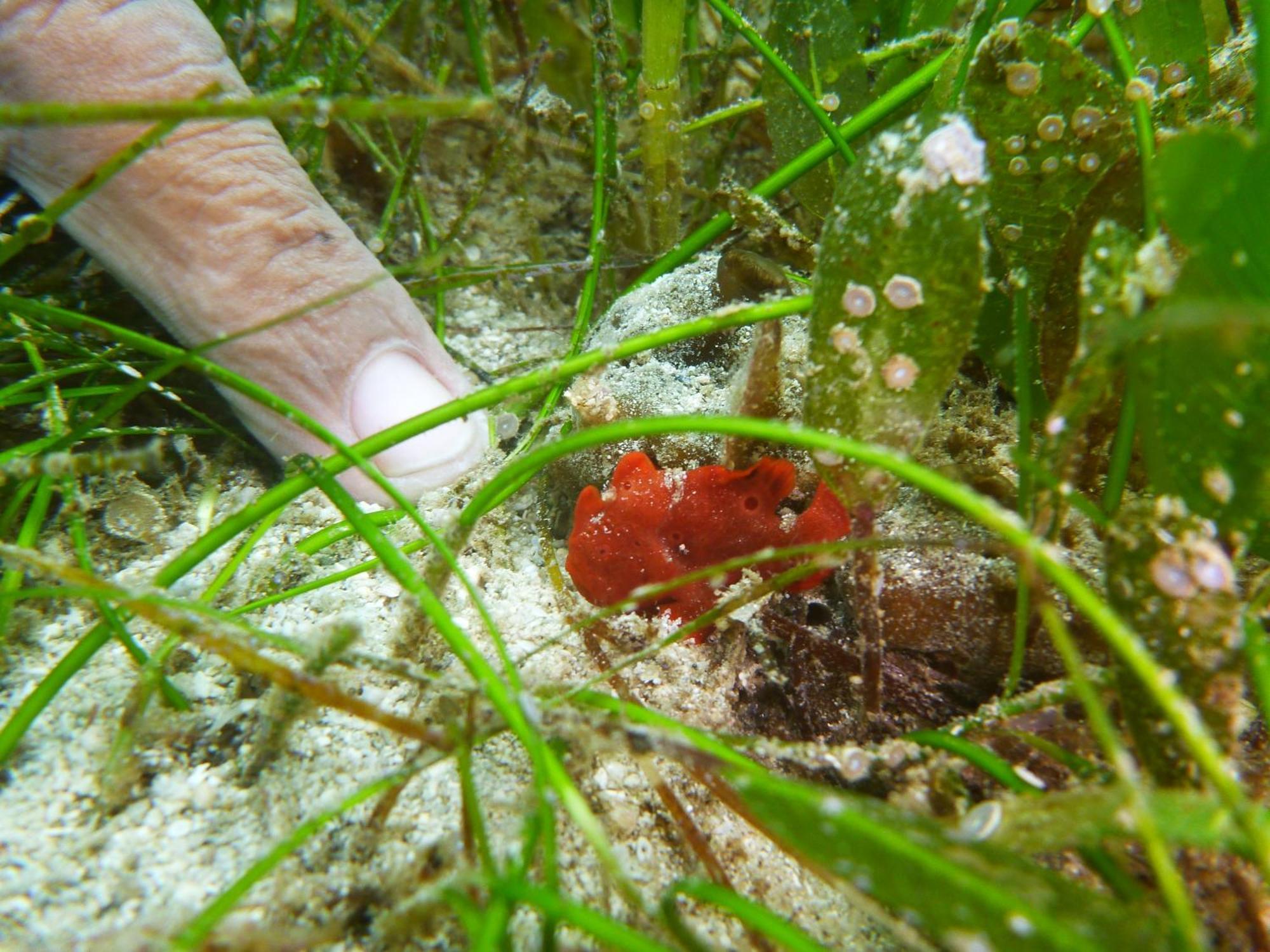 Dive Spot And Brumini Resort