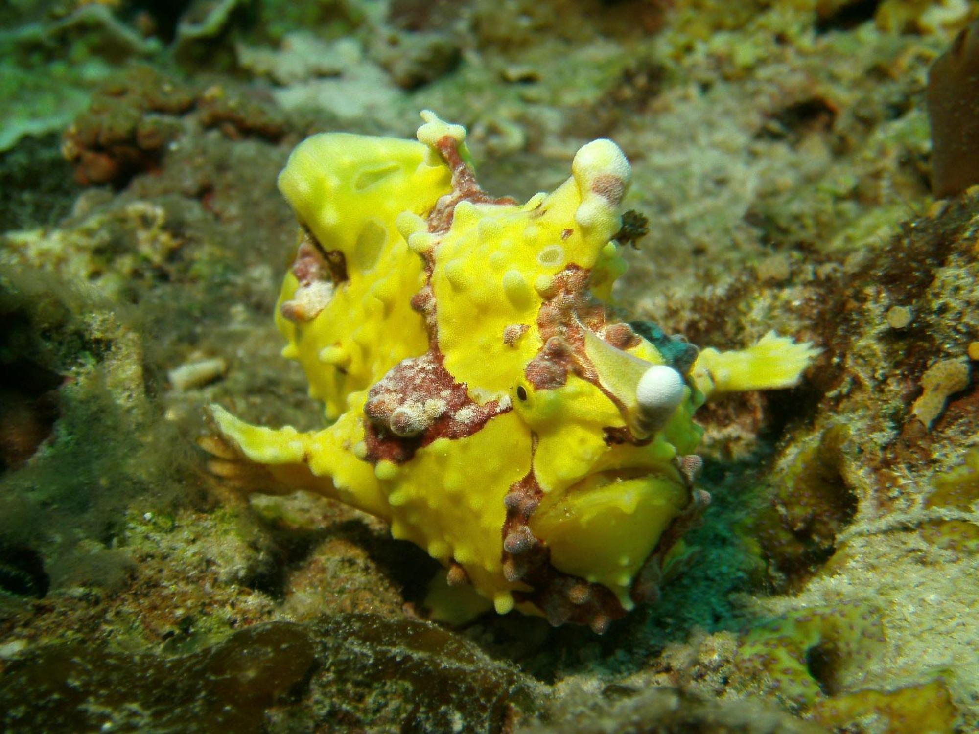 Resort Dive Spot And Brumini *
