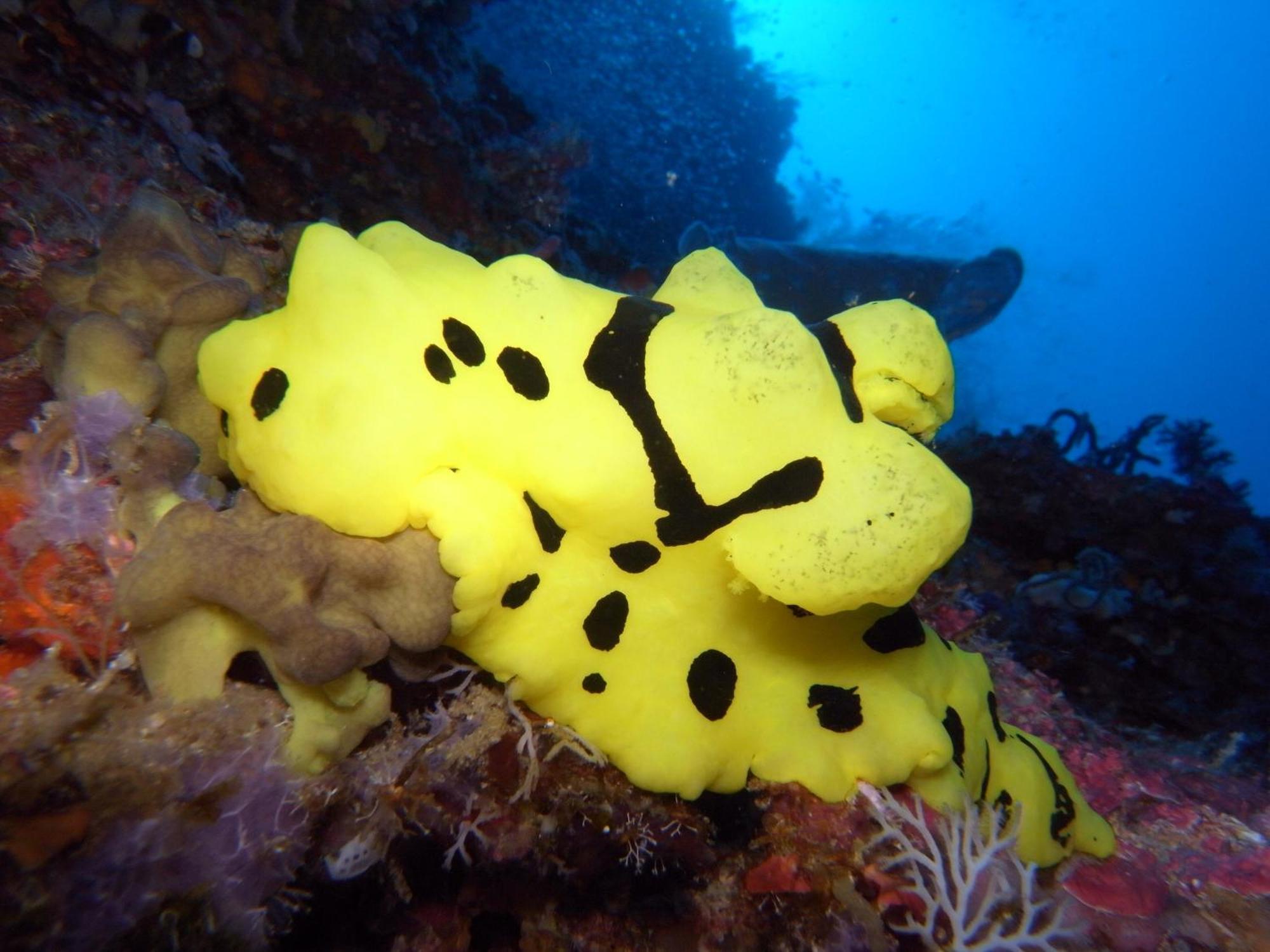 Dive Spot And Brumini Resort Boljoon