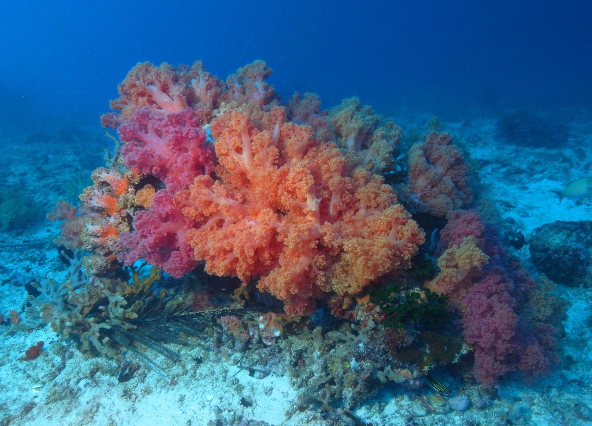 Dive Spot And Brumini