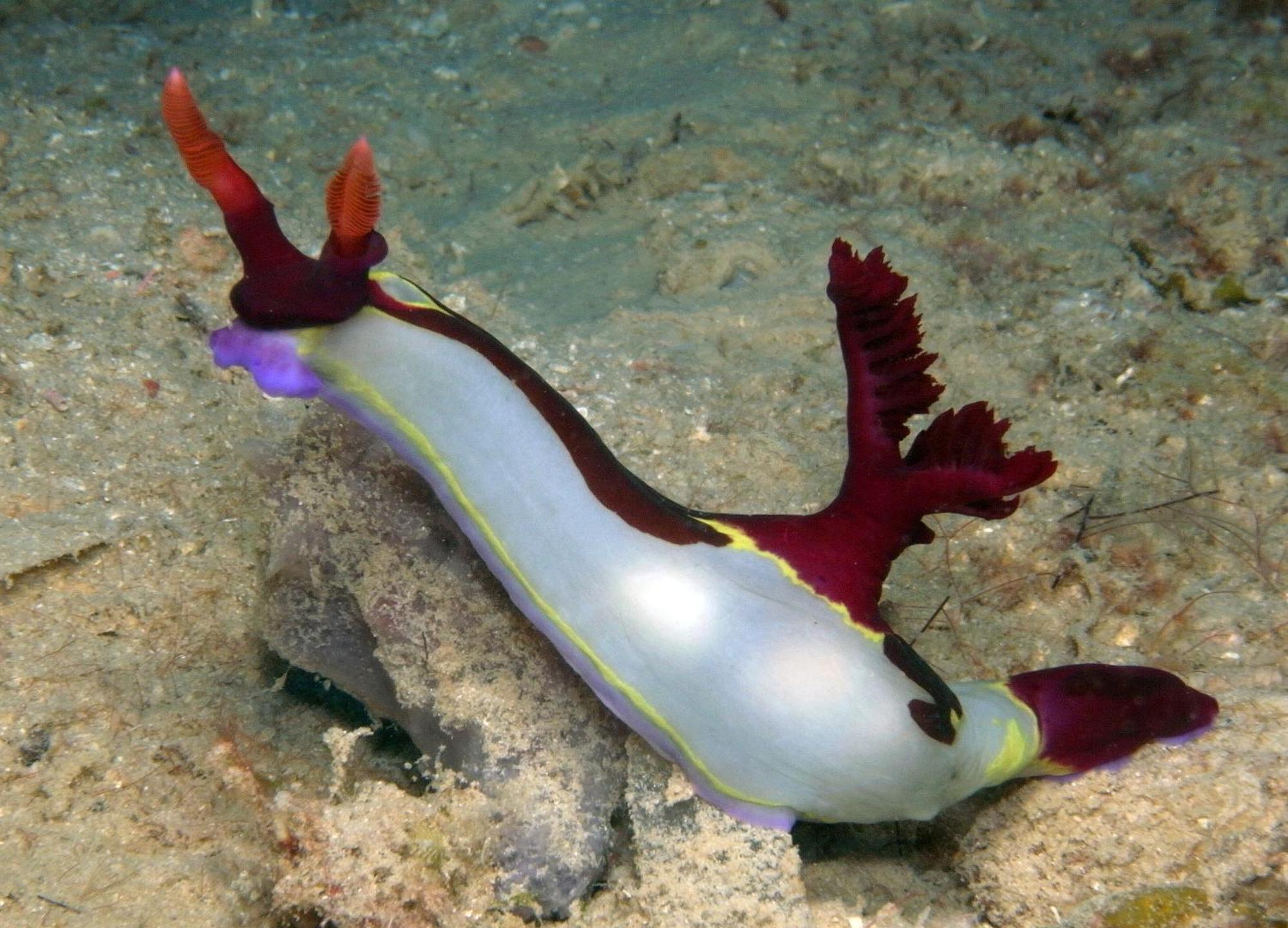 Dive Spot And Brumini Resort