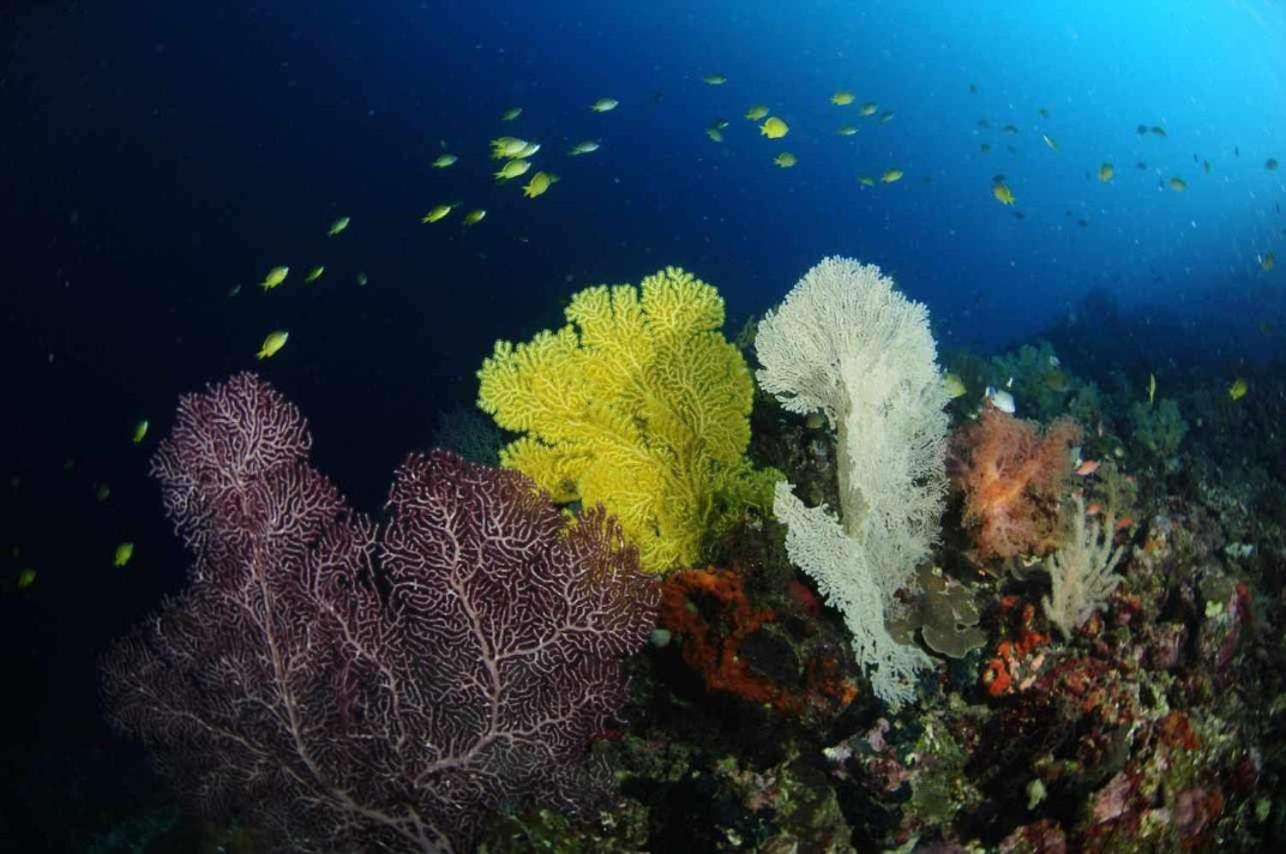 Chalé East Moalboal