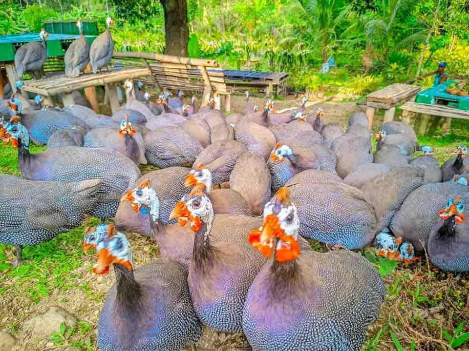 Farm stay Gkg Farm Cebu Ph Carmen (Cebu)