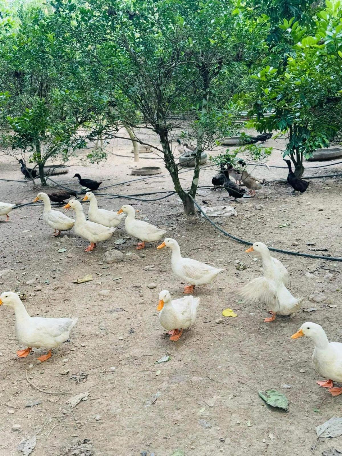 Farm stay Gkg Farm Cebu Ph Carmen (Cebu)