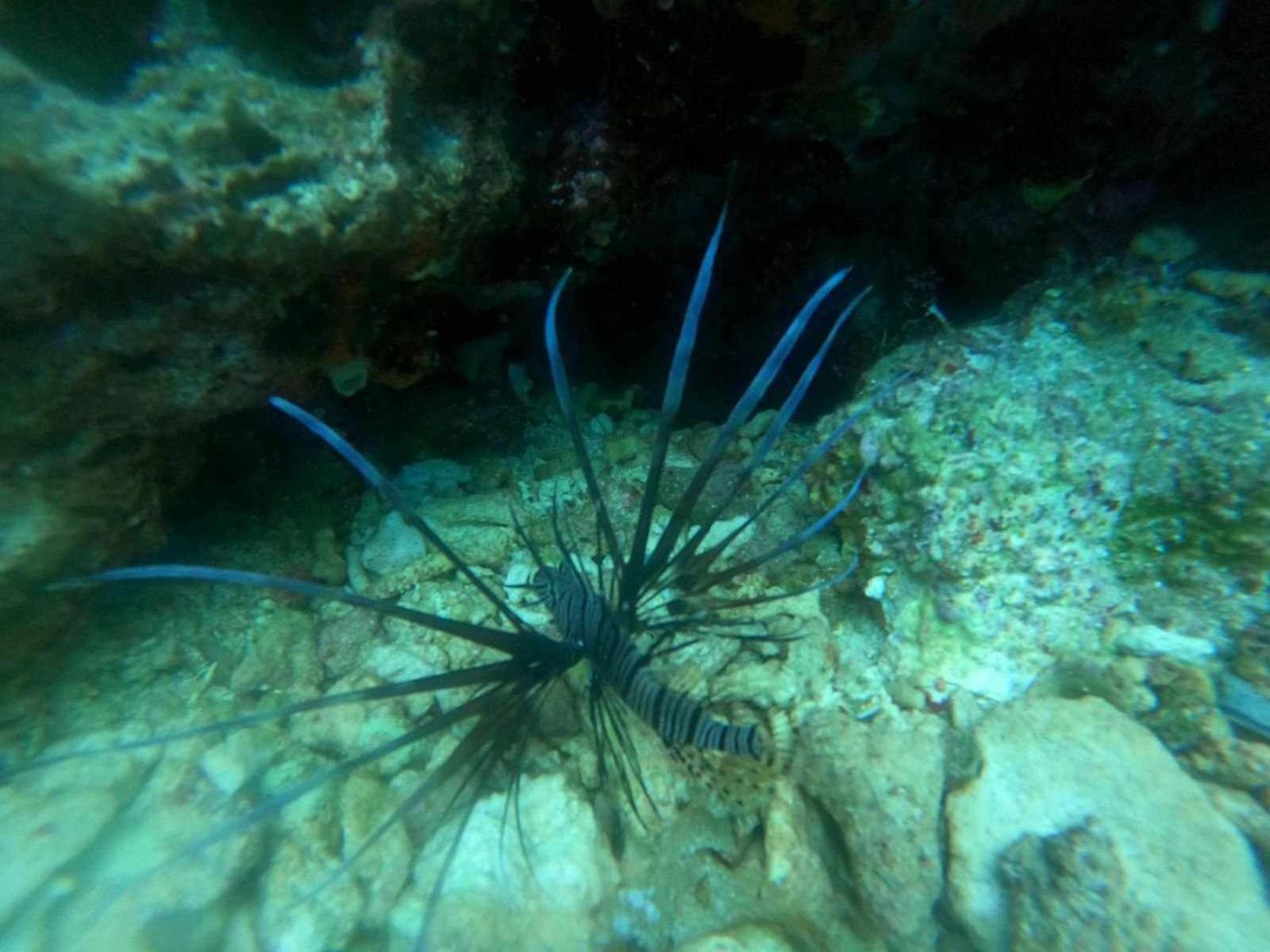 Mollucan Moalboal