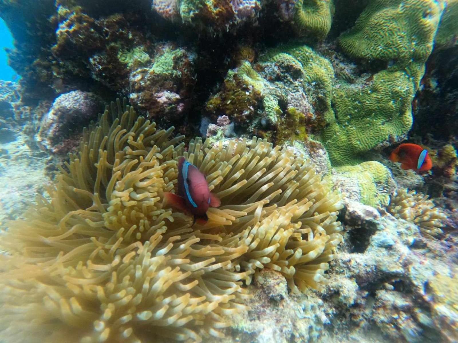 Mollucan Homestay