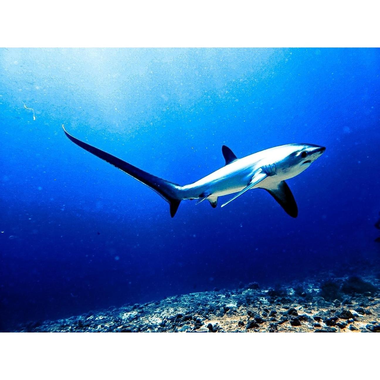 Hotel Zhang And Dive Center Opc