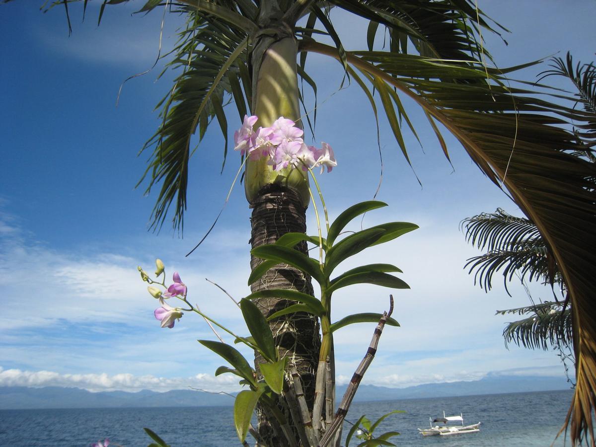 Resort Oceanfront Paradise