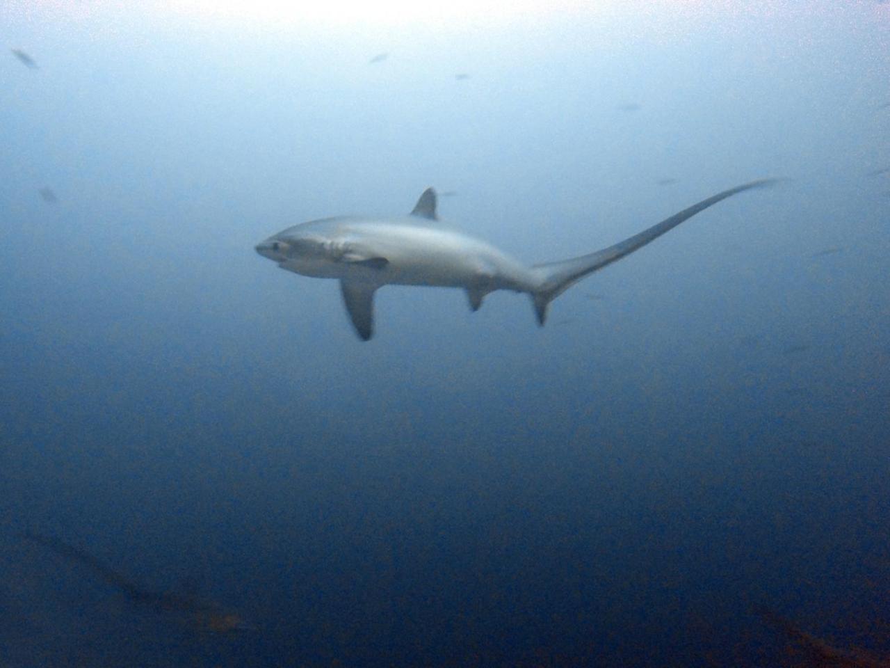 The Shark's Tail Dive Center Resort Daanbantayan