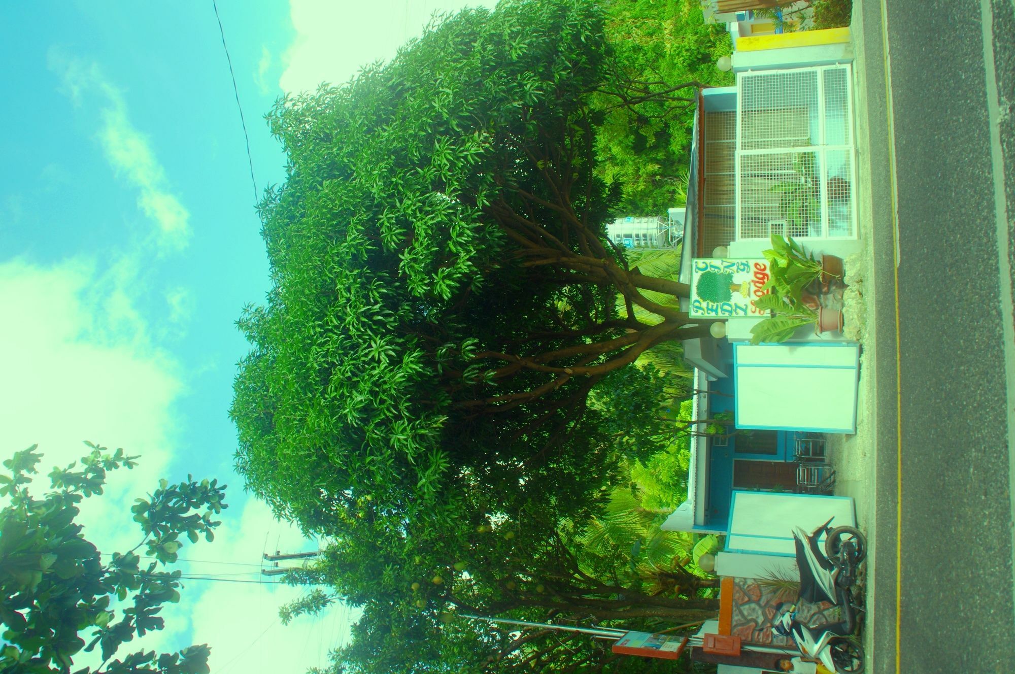 Pedz Cing Mango