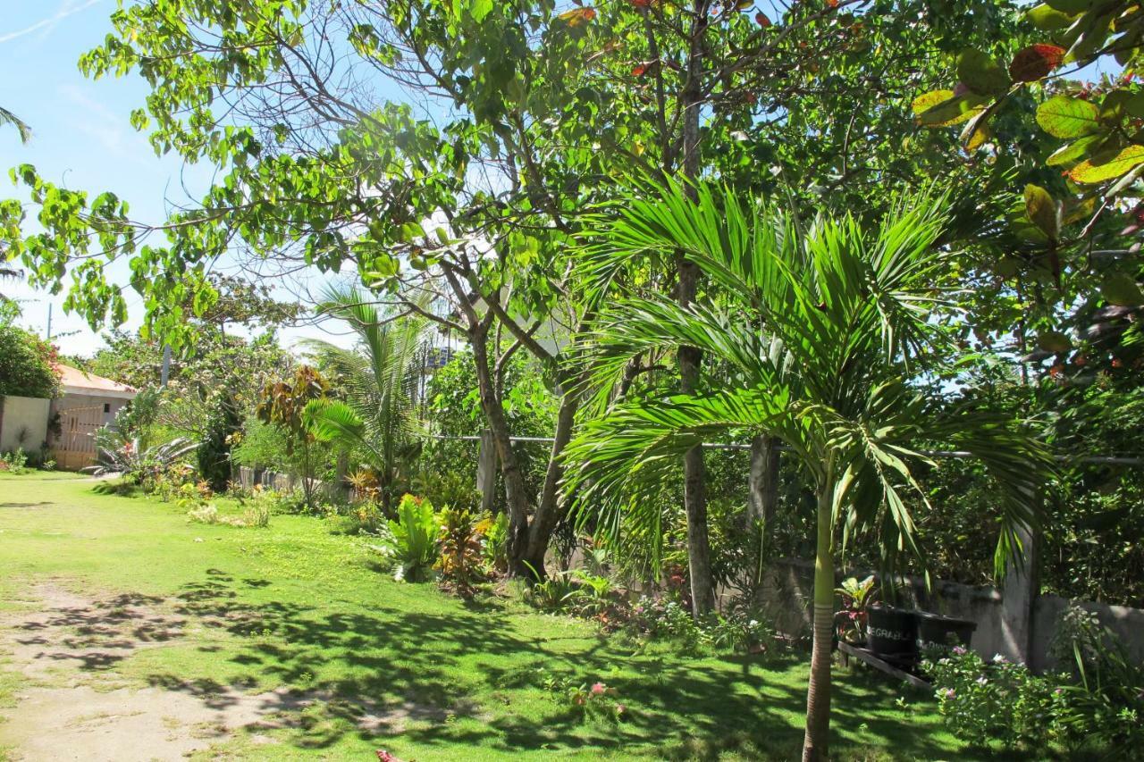 Celtis Malapascua