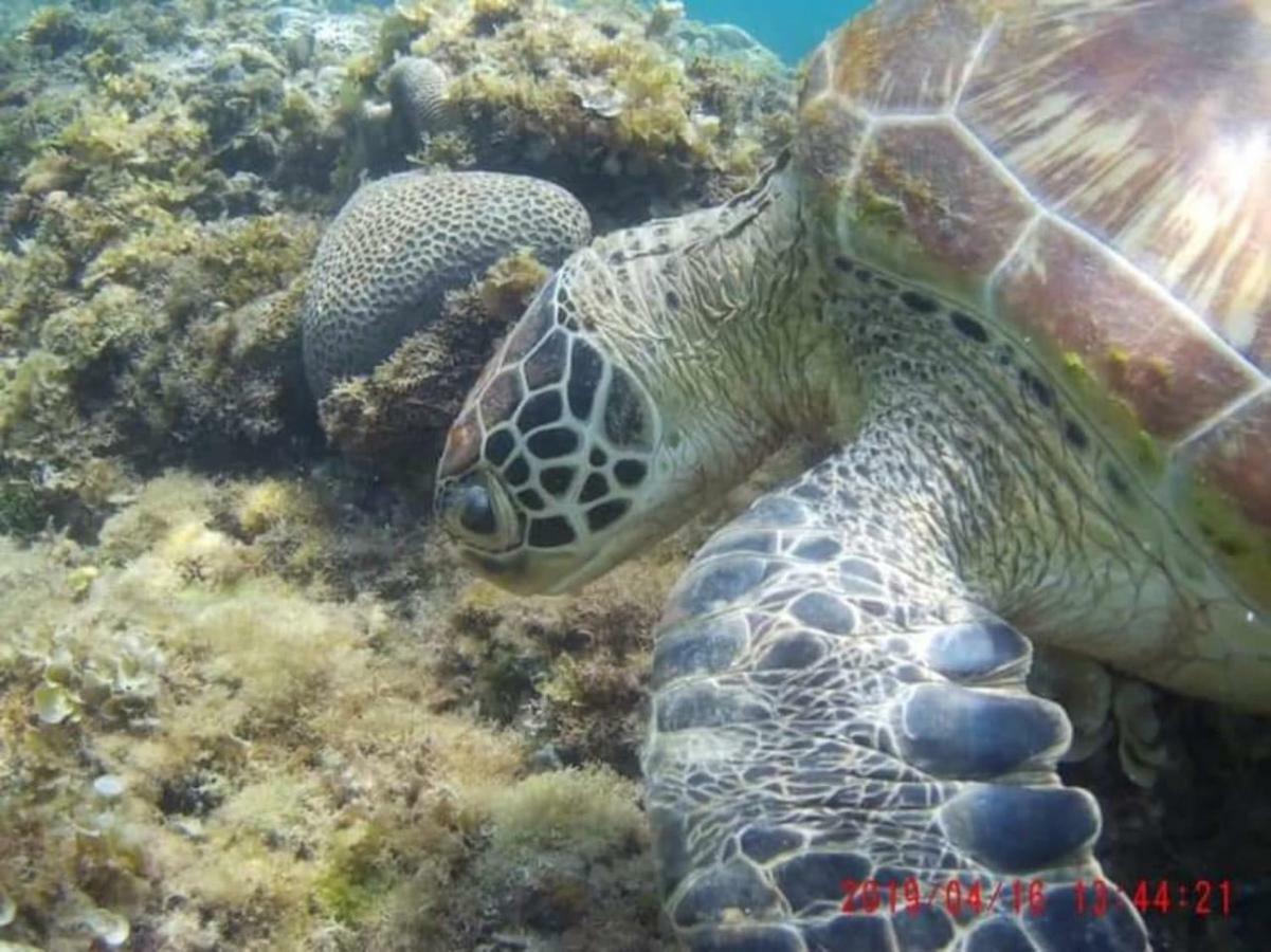 Anekha's Guest Moalboal
