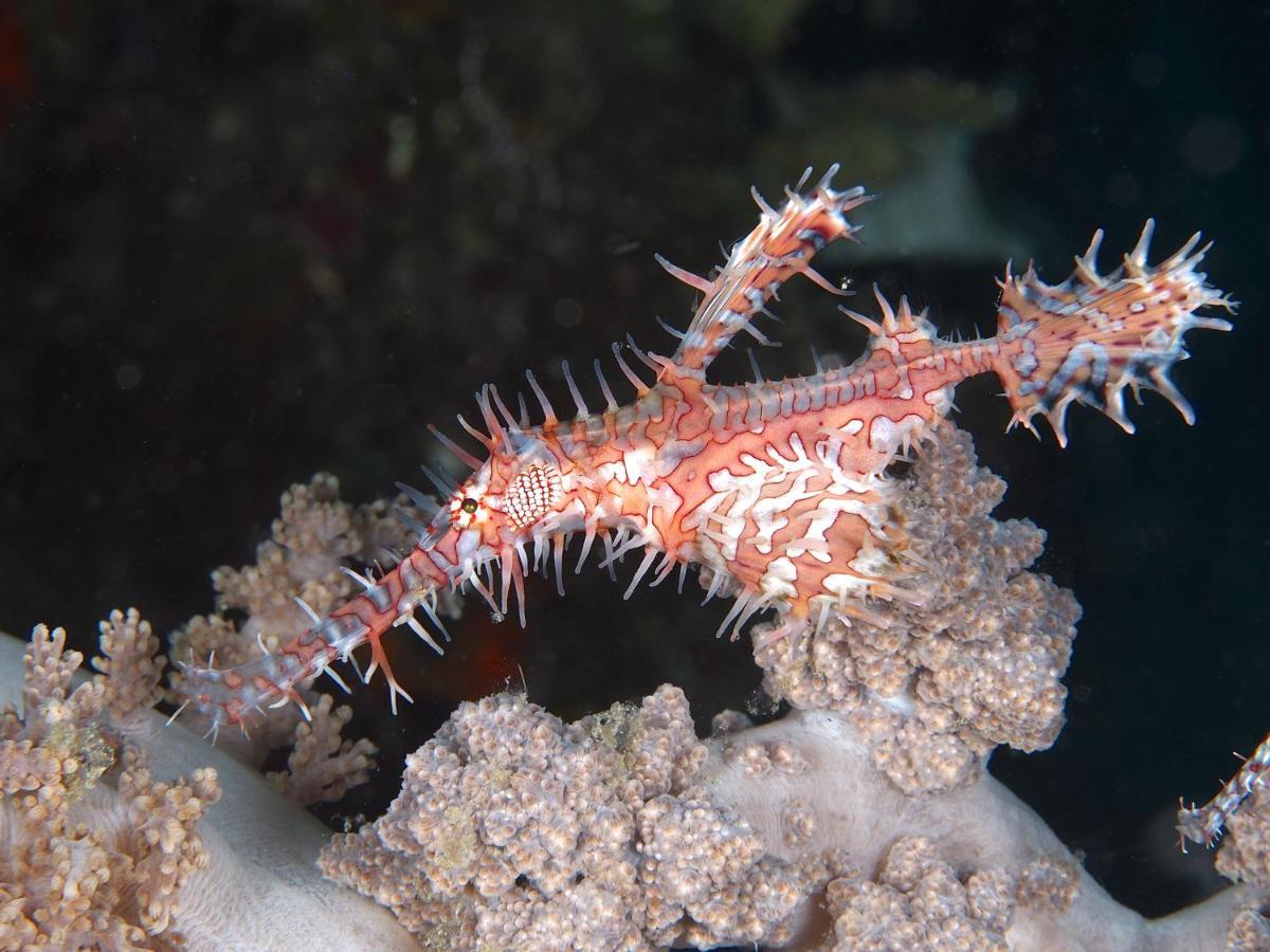 Dive Spot 2* Boljoon
