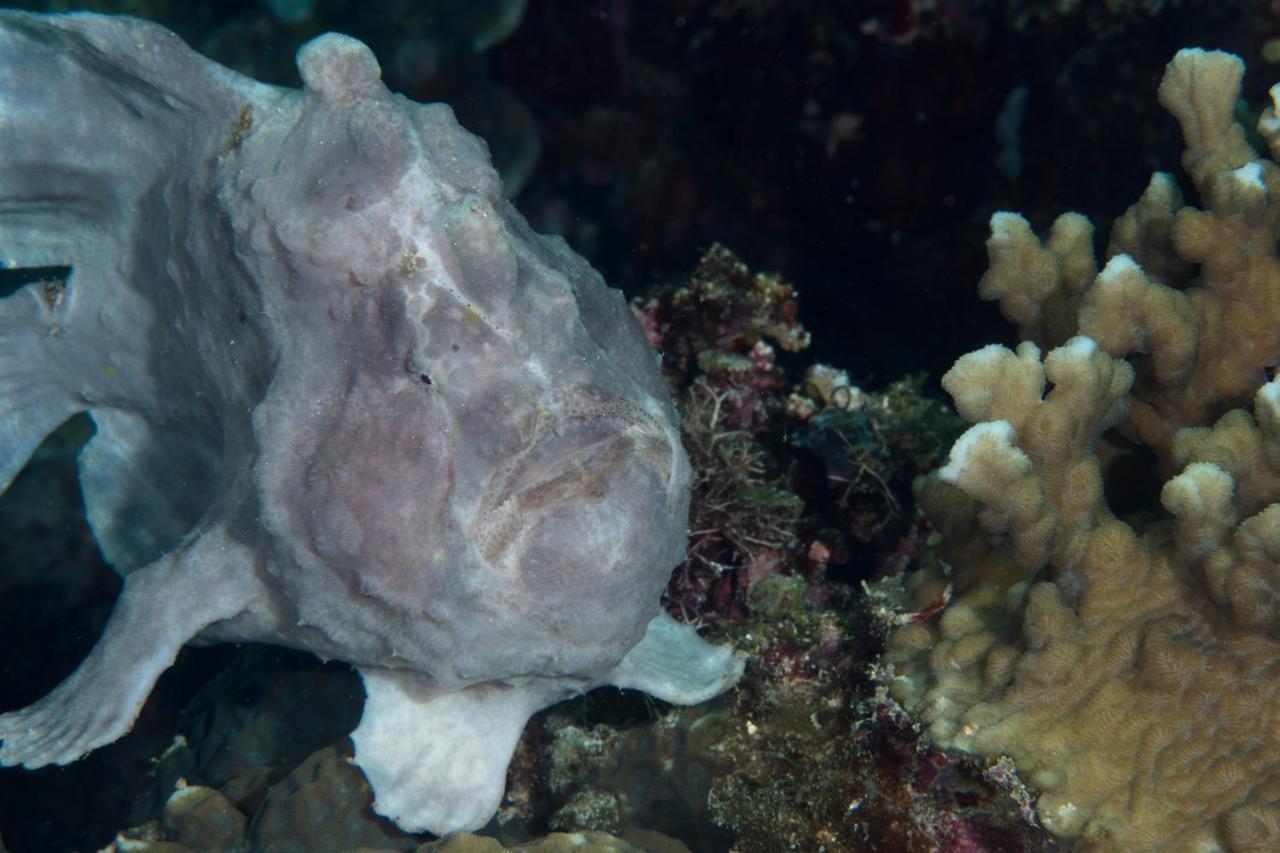 Resort Dive Spot 2*