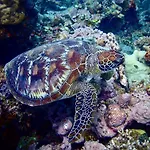 Alegria Dive Resort