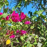 Camotes Harmony