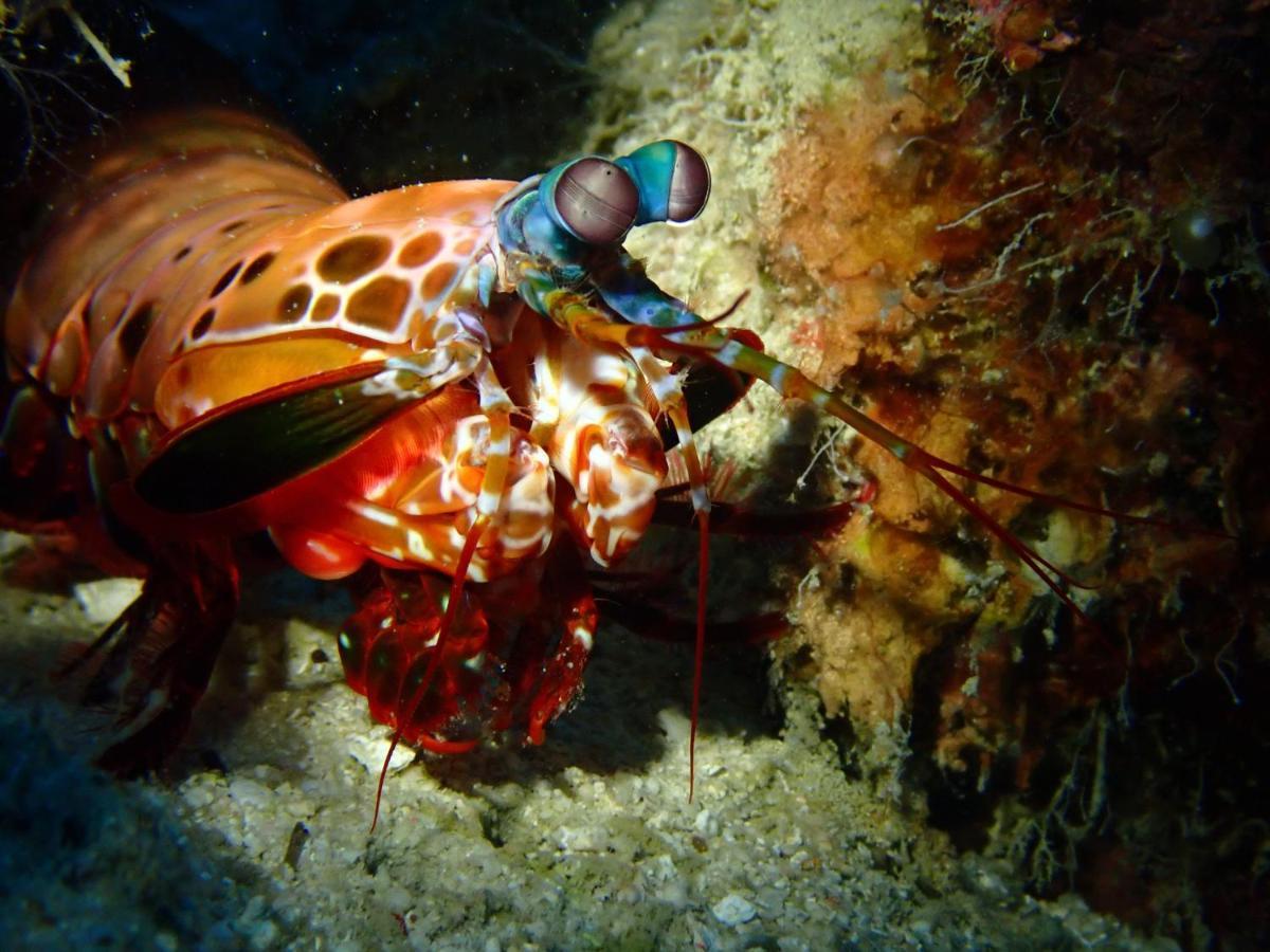 Alegria Dive * Alegria (Cebu)