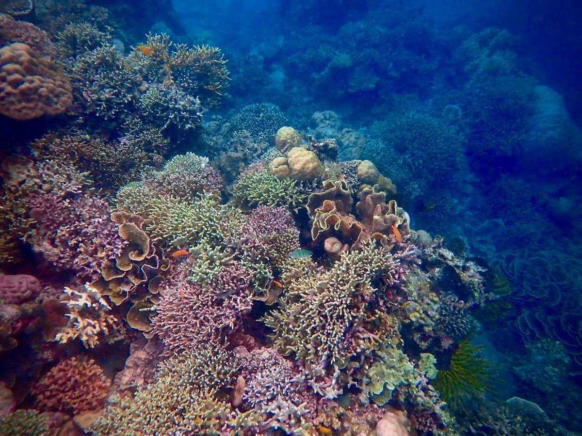 Hostel Alegria Dive *