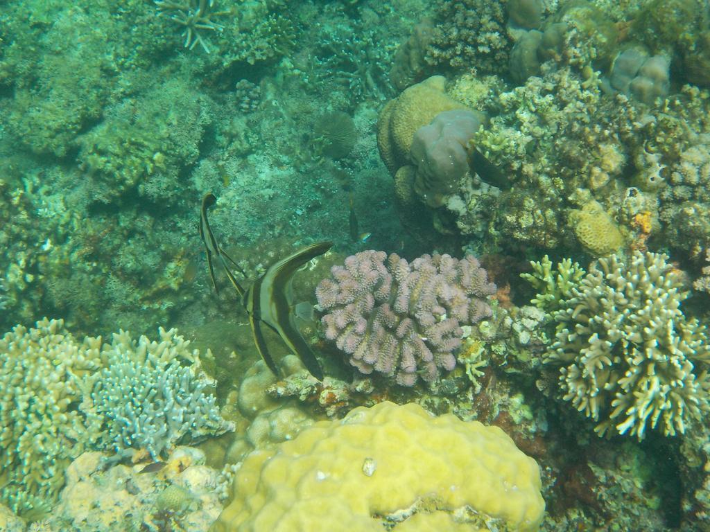 Guest house Sea Turtle House Moalboal