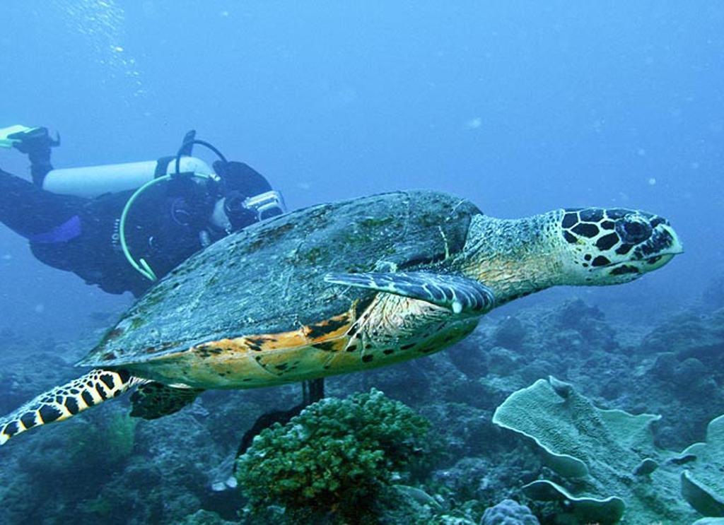 Guest house Sea Turtle House