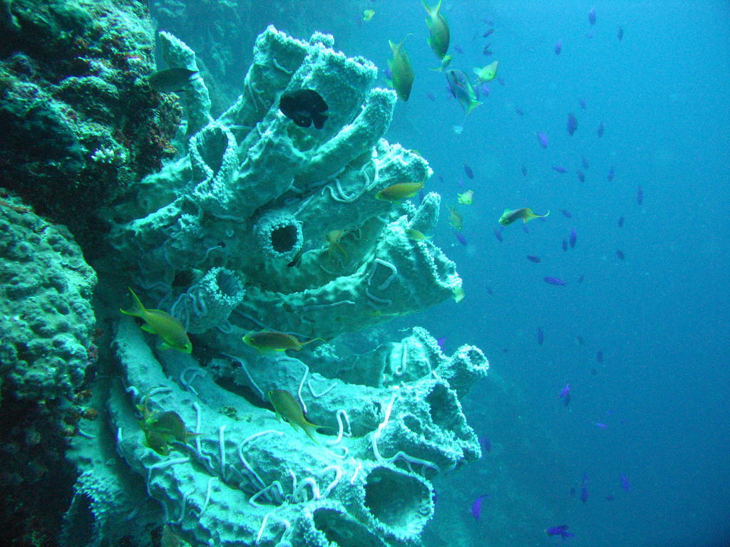Sea Turtle House