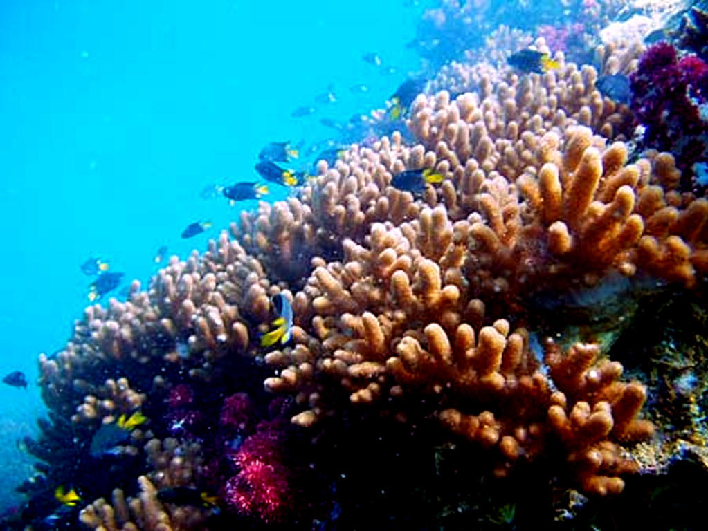 Sea Turtle House 3* Moalboal