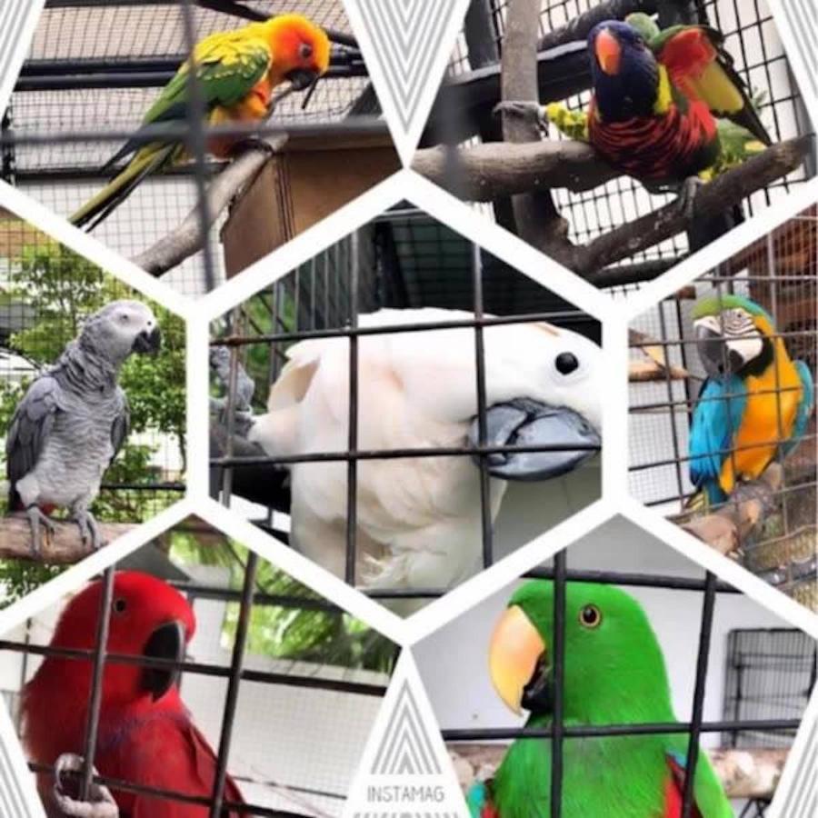 Parrot Moalboal