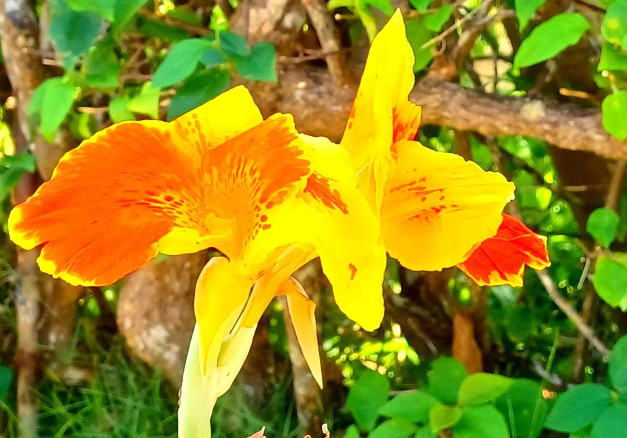 Camotes Pousada Santiago (Camotes Islands)