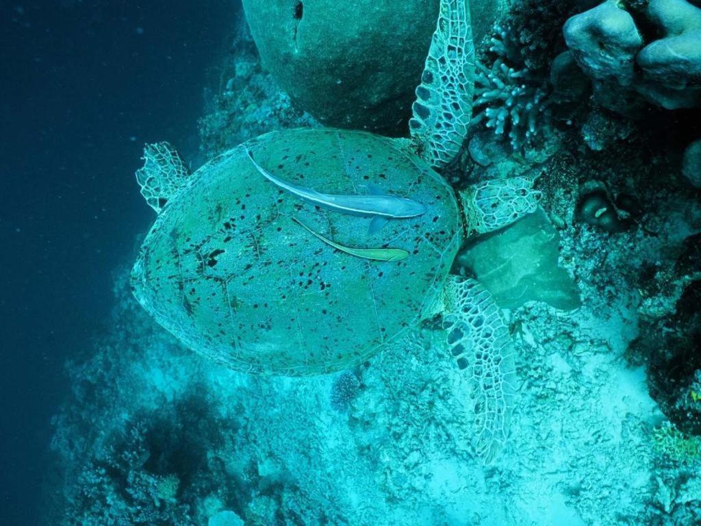 Pulchra 5* Cebu