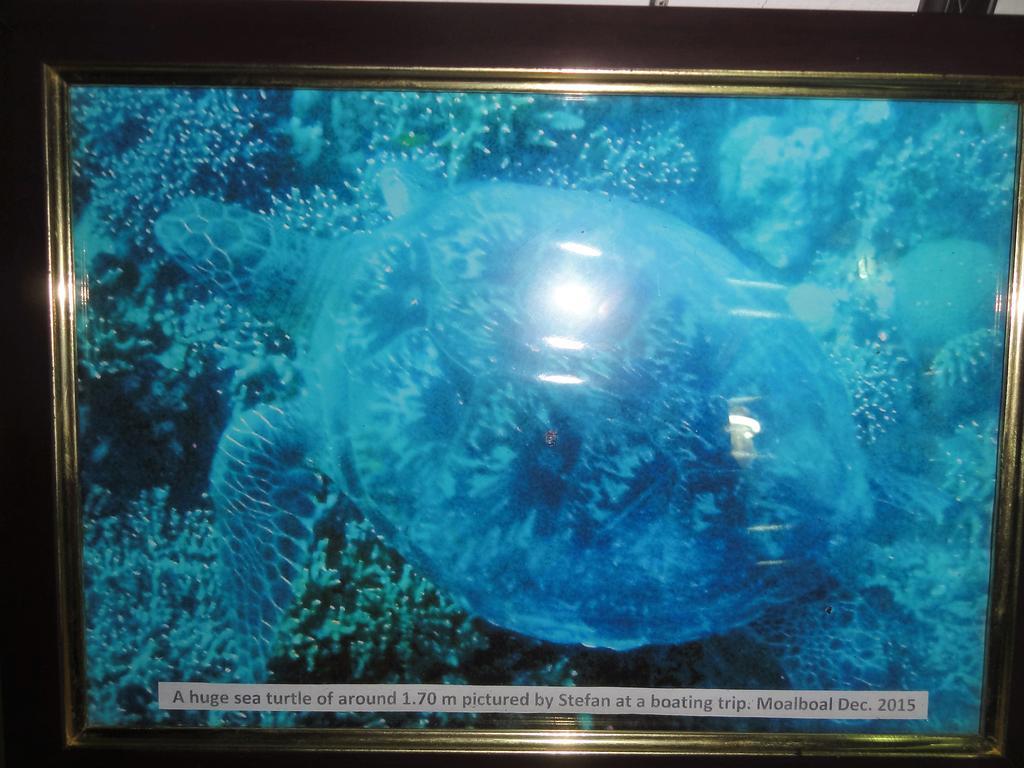 Sea Turtle House